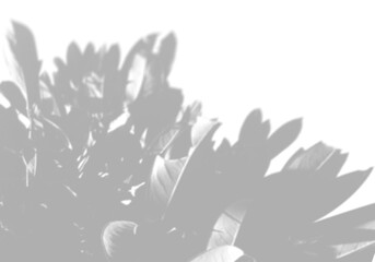 Wall Mural - The shadow of a tropical plant on a white wall. Black and white image for photo overlay or mockup