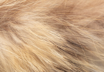 Wall Mural - Animal fur as an abstract background. Macro