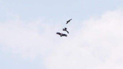 Wall Mural - black kite in flight