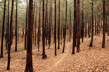 Sticker - forest in autumn