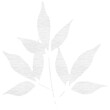 Digitally generated image of plant leaf