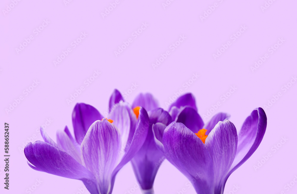 Beautiful Saffron flowers on lilac background, closeup