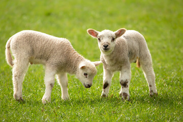Wall Mural - Close-up of two, cute, newborn twin lambs in Springtime, facing forward in green meadow.  Yorkshire Dales, UK. Clean background.   Copy space.  Horizontal.