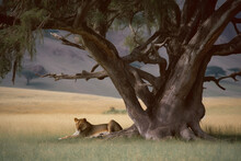 A Lioness Resting In The Shade Of A Tree