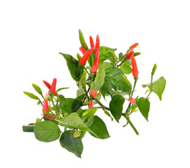 Wall Mural - red hot chili pepper plant with leaves on    transparent png