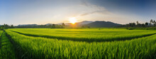 Panorama Of Green Rice Field With Blue Sky And Sunlight In Thailand, Generative Ai, Negative Space, Digital Illustration.