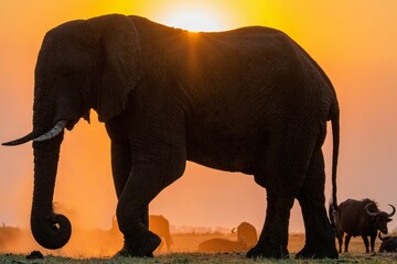 Wall Mural - Chobe River Bull Elephant at Sunset