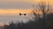 Closeup shot of ducks flying in the air against trees and clouds at a golden sunset