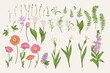 Set with spring and summer flowers. Blooming garden. Vector botanical illustration. Tulips, poppies, irises, cannons, levkoy. Colorful.