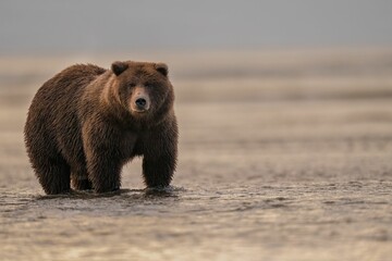 Wall Mural - Beautiful shot of a brown bear walking along a seashore in Alaska
