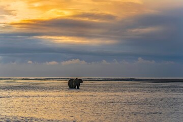 Wall Mural - Beautiful shot of a brown bear walking along a seashore at sunset in Alaska