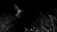 Beautiful View Of A Barn Owl Flying To The Camera With Black Background