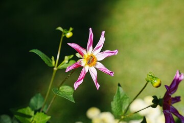 Poster - Closeup of a purple dahlia flower in the green field with a bee