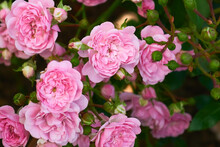 A Mass Of Small Pink Double Flowers And Green Buds Of The Polyantha Rose The Fairy Or Feerie, Perle Rose In The Garden