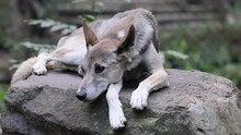 Close-up Footage Of Resting Wild Dingo In Natural Habitat