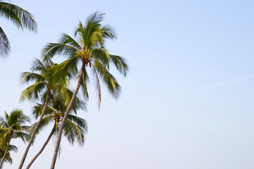 Wall Mural - Coconut palm trees with blue sky