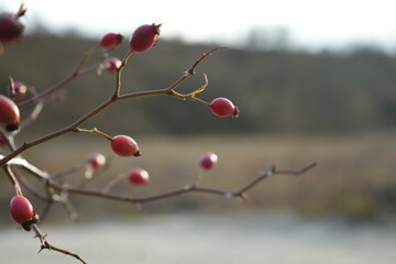 Poster - Selective focus shot of ripe rosehips on the branches on blur background