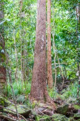 Sticker - a man standing next to a tree in the woods on rocks and grass