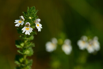 Wall Mural - Gemeiner Augentrost (Euphrasia rostkoviana)	