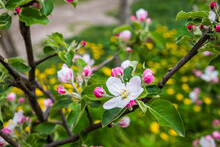 The Apple Tree Is Blooming. Spring Gently Pink Flowers Of An Apple-tree.