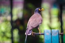 Closeup Of A Indian Myna (Acridotheres Tristis) Against Blurry Background