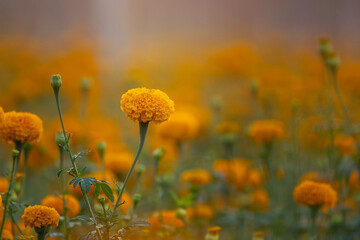 Wall Mural - Beautiful yellow marigold  flower in garden.
