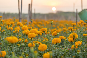 Wall Mural - Beautiful yellow marigold  flower in garden.