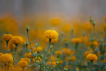Wall Mural - Beautiful yellow marigold  flower in garden.