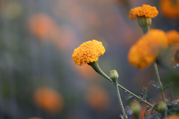 Wall Mural - Beautiful yellow marigold  flower in garden.