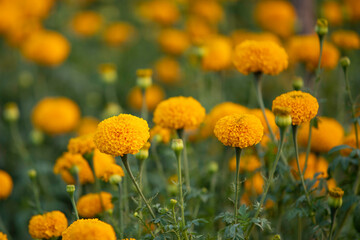 Wall Mural - Close up beautiful yellow marigold flowers