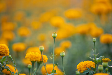 Wall Mural - Beautiful yellow marigold  flower in garden.