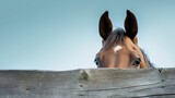 close-up horse peeking out from behind a wooden horizontal plank, on a pale blue background, banner, space for text. AI generated
