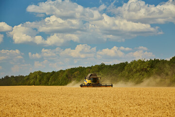 Wall Mural - Combine harvester harvests ripe wheat.