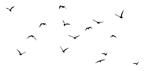 Wall Mural - png flock of birds silhouette isolated on clear background