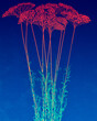 Ilustracja grafika wysoka trawa z kolorowymi czerwonymi kuleczkami motyw roślinny na niebieskim tle.