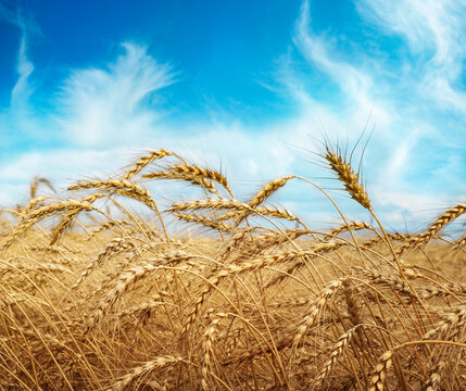 Wall Mural - Close up of wheat ears, field of wheat in a summer day. Golden wheat field and blue sky.
