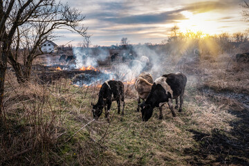 Wall Mural - Herd of cows in the middle of dry burning grass