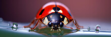 Ladybug With Black Eyes In Macro. Super Macro Photo Of Insects And Bugs. Ladybug On Green Leaf. Digital Ai Art