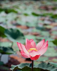 Wall Mural - Nature photo: Lotus flowers. This is beautifull flowers.Time: Februar 19, 2023. Location: Ho Chi Minh City. Content: Lotus has both aroma and color, but the lotus scent is not too strong but gentle. 