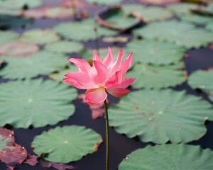 Wall Mural - Nature photo: Lotus flowers. This is beautifull flowers.Time: Februar 19, 2023. Location: Ho Chi Minh City. Content: Lotus has both aroma and color, but the lotus scent is not too strong but gentle. 