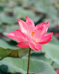 Wall Mural - Nature photo: Lotus flowers. This is beautifull flowers.Time: Februar 19, 2023. Location: Ho Chi Minh City. Content: Lotus has both aroma and color, but the lotus scent is not too strong but gentle. 