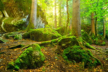 Wall Mural - Sunlight through the leaves on a tree. Natuew. Forest and stones as background. Forest in summer time. Photo with high resolution.