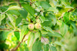 three small green unripe apples on a tree. Chinese variety, Plum-leaved, Paradise apple tree