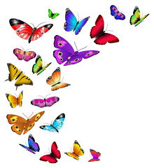 Sticker - Flying butterflies background. Wild summer insects flow