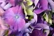 Blue purple hydrangea close up flower