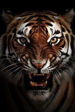Close Up Portrait Of An Angry Roaring Bengal Tiger Isolated On Black Background. Generative Ai