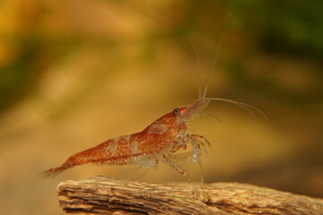 Wall Mural - Adult Male Red Cherry Shrimp