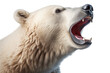 © Нина Башарова - Portrait of a strong polar bear looking away on an isolated white background. The white bear screams with its fanged mouth open. Generative AI.