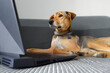 Dog lies on couch and looks into open laptop. Young mongrel brown grey with white markings in funny serious pose near laptop monitor. Concept of online shopping, online work and online learning.