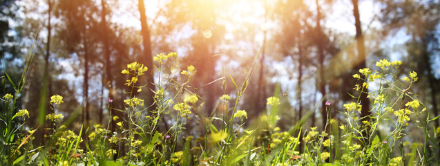 Wall Mural - Fresh grass and flowers growing in the forest at spring